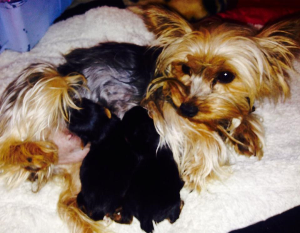 Silver yorkie with litter of pups